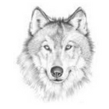 Tatouage Temporaire Loup<br> Brun - Loup-Faction